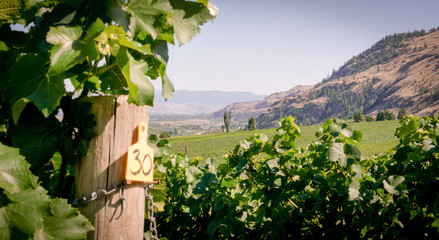 Fototapeta na wymiar a view across rows in a vineyard, hills in the background