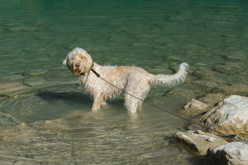 Young white wire-haired spinone italiano breed dog walks in the fresh transparent emerald green water of Tenno lake in Trentino, Italy, Europe	