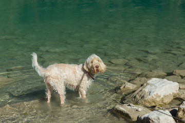 Young white wire-haired spinone italiano breed dog walks in the fresh transparent emerald green water of Tenno lake in Trentino, Italy, Europe