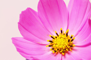 Cosmos flower, close up, macro