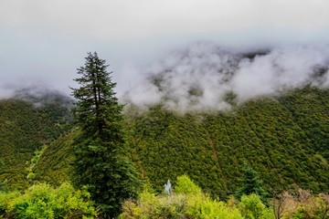 The mountain slope in lying cloud with the evergreen conifers shrouded in mist in a scenic landscape view