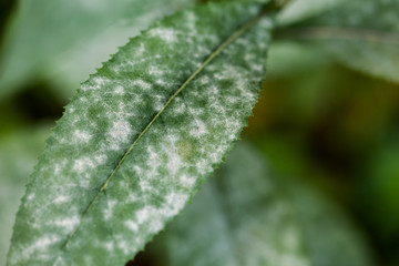 foglie in primo piano