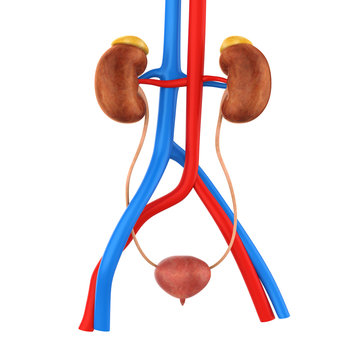 Human Urinary System Illustration