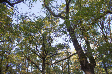 Upper Branches Of Tree. Sunlight Through Green Tree Crown - Low Angle View