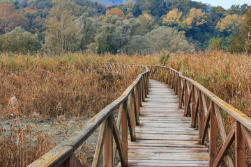 Fototapeta premium oasi dell'Alberone