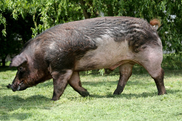 Mighty duroc breed pig eating on meadow