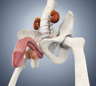 Male Genitourinary System Illustration