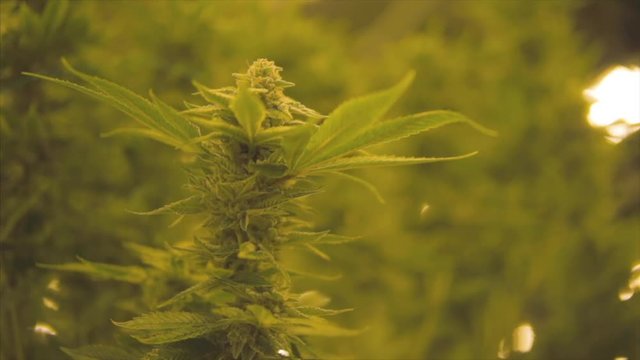 Marijuana buds in grow operation, close up.