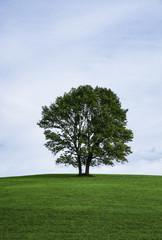 Fototapeta na wymiar Lone tree on a hill, Stroud Preserve, Pennsylvania, USA