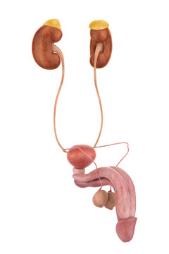 Male Genitourinary System Illustration