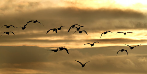 Greylag Geese flying in large group in UK.