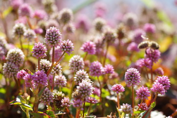 ヒメツルソバとミツバチ