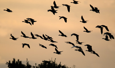 Greylag Geese flying in large group in UK.