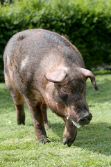  Duroc male pig graze on organic bio farm household