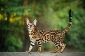 Gold Bengal Cat Walk on plank outdoor, side view, nature green background