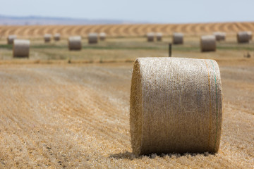 A field of hay bales
