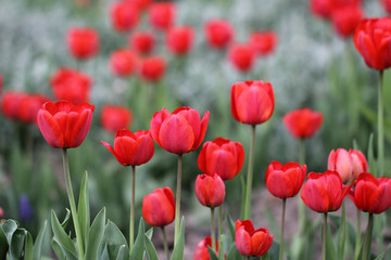 Тюльпаны красные.