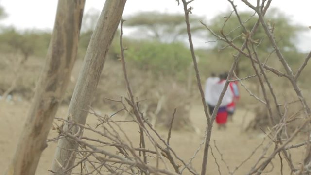 Masai woman walk into the bush.