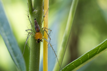 Close-up spider, Macro spider select focus,Yellow head spider, Spider on a branch tree