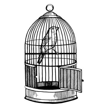 Canary bird in cage engraving vector illustration