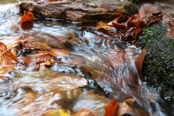 Eautomne