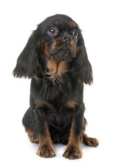 puppy cavalier king charles