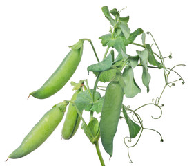 four large pea pods with green leaves on white