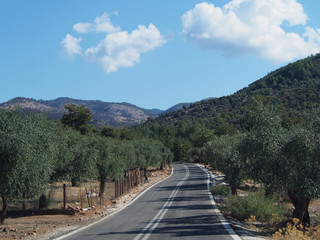 Droga wśród gajów oliwnych na greckiej wyspie Thassos