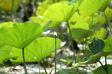 White Royal lotus bud grow among green leaf in the marsh