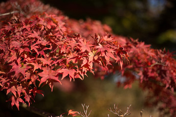Japanese Red leaves