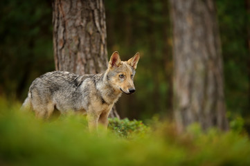 Wolf standing in forest