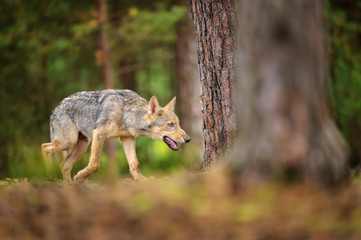 Walking evil wolf in europian forest