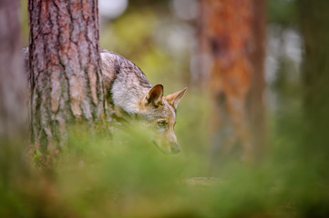 Sniffing wolf. Hunter on track hidden in forest