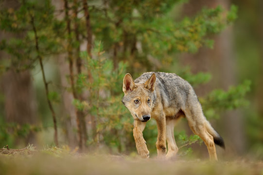 Shy wolf cub in forest