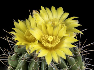 Cactus in a pot with flowers isolated in a black background