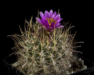 Cactus in a pot with flowers isolated in a black background