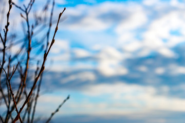 The bare branches without leaves on the background of cloudy sky