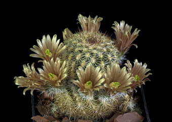 Naklejka na ściany i meble Cactus in a pot with flowers isolated in a black background