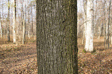 tree trunk and bark