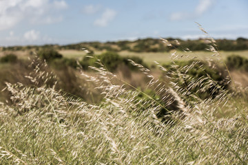 Photo taken at Kingston in South Australia's south east.