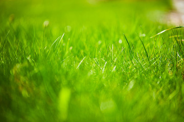 green grass background