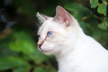 Naklejka na ściany i meble 青い目の猫