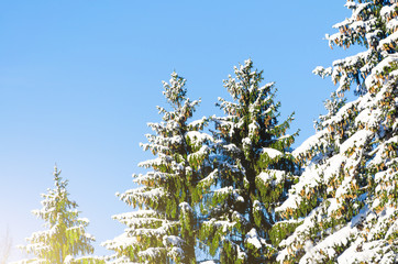 Winter species of snow-covered tree branches against a blue clear frosty sky.