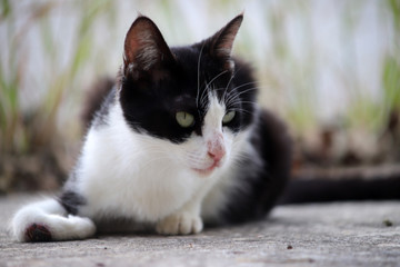 Fototapeta premium 黒白の猫
