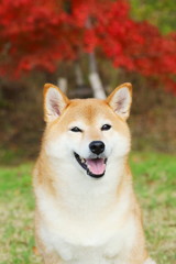 柴犬