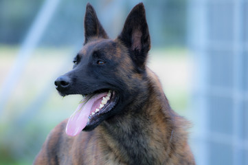 Holländischer Schäferhund im Portrait 