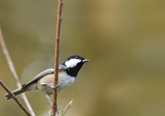 Wren sits on a branch behind a lattice fence