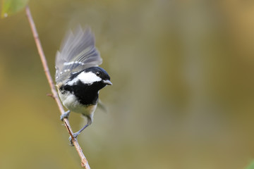 Wren sits on a branch behind a lattice fence