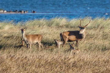 hirsche am meer