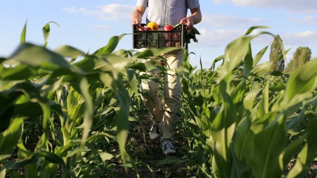A farmer walks through a field with a crop in a box